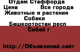 Отдам Стаффорда › Цена ­ 2 000 - Все города Животные и растения » Собаки   . Башкортостан респ.,Сибай г.